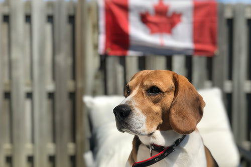Brown and white dog with a black collar in front of a blurred background