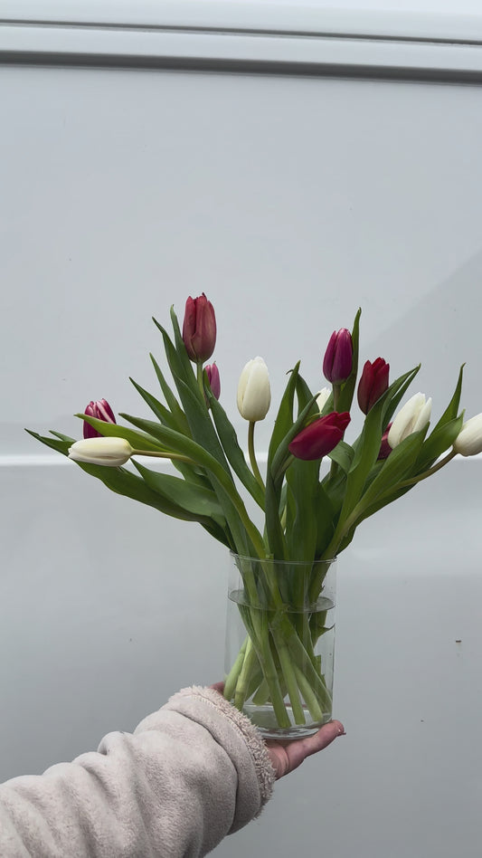 Dozen Tulips